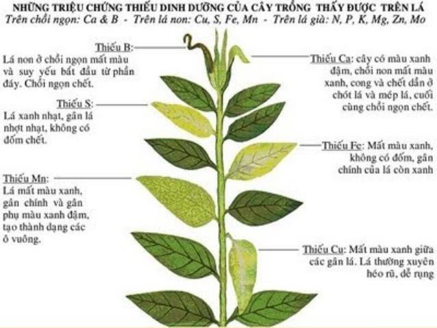 Phân bón vi lượng cây trồng dạng Chelate