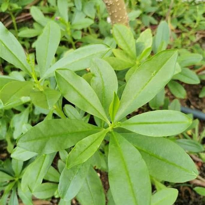 Hạt Giống Sâm Đất ( Thổ Sâm - Gói 20 hạt) - Dễ Trồng,Thảo Dược