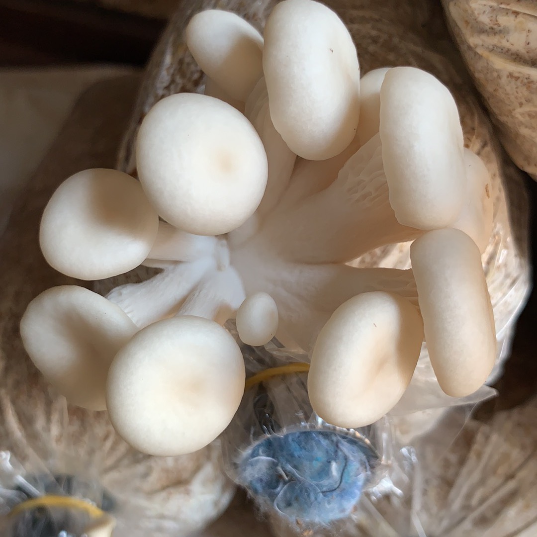 Phôi nấm Sò thái (1 kiện 14 bịch)