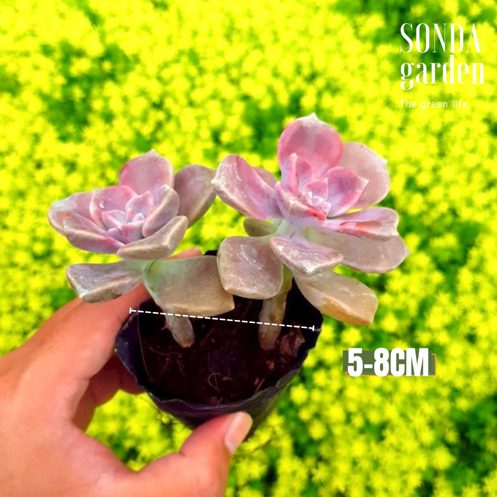 SEN ĐÁ HỒNG MẬP SIZE BÉ SIÊU KHOẺ ĐẸP LỖI 1 ĐỔI 1