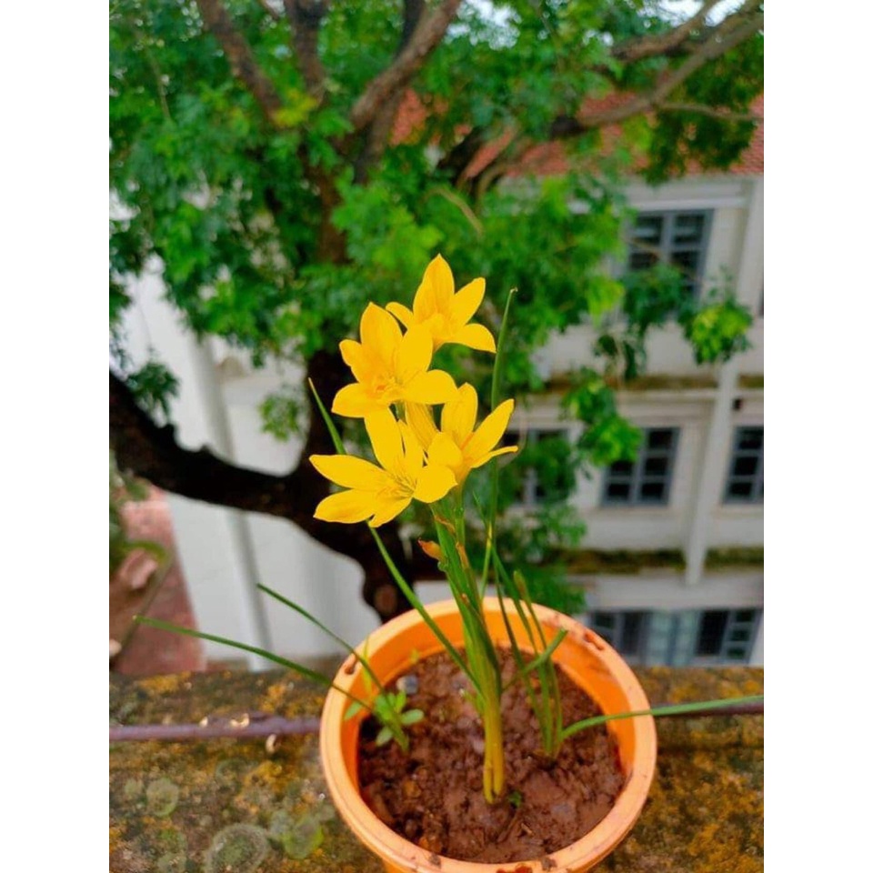 Củ huệ mưa ngoại Citrina chuẩn mặt hoa