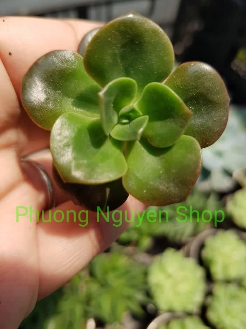 Sen Đá Nhật Nguyệt