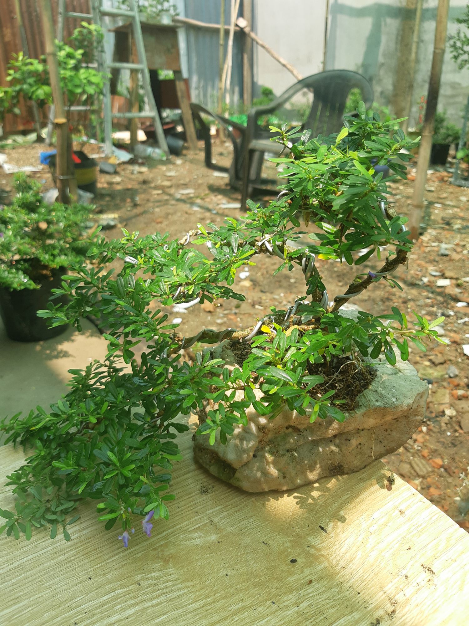 linh sam bonsai non bộ đá