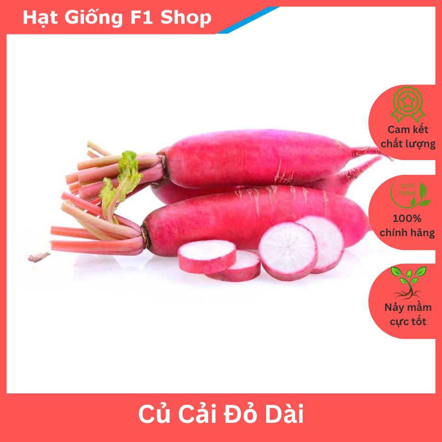 Hạt Giống Củ Cải Đỏ Dài Chắc Thịt