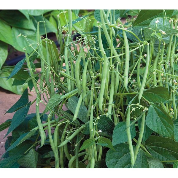 Hạt giống đậu Cove hạt trắng dạng bụi - 20GR