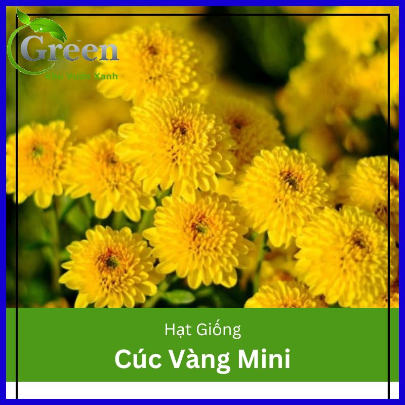 Hạt Giống Hoa Cúc Vàng Mini Dễ Trồng, Chăm Sóc Gói 100 Hạt