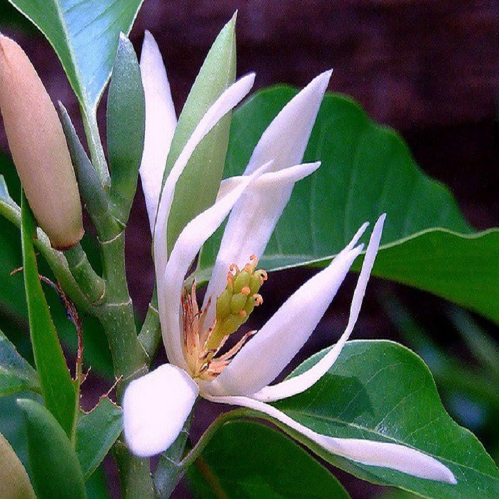 CÂY  HOA NGỌC LAN TRẮNG, HOA THƠM
