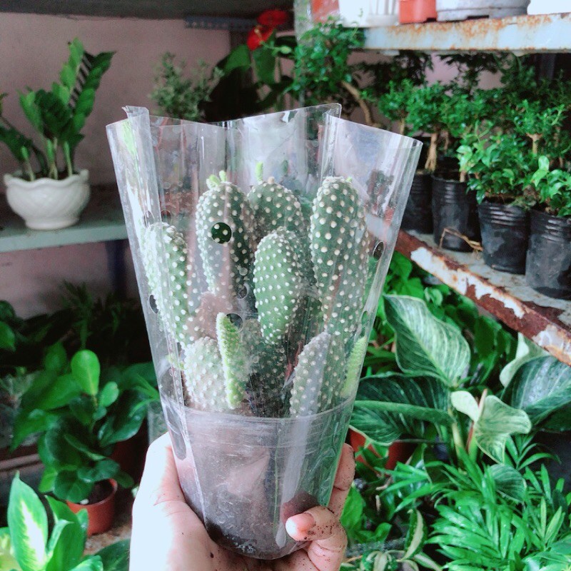 [HCM]Xương Rồng Tai Thỏ Trắng