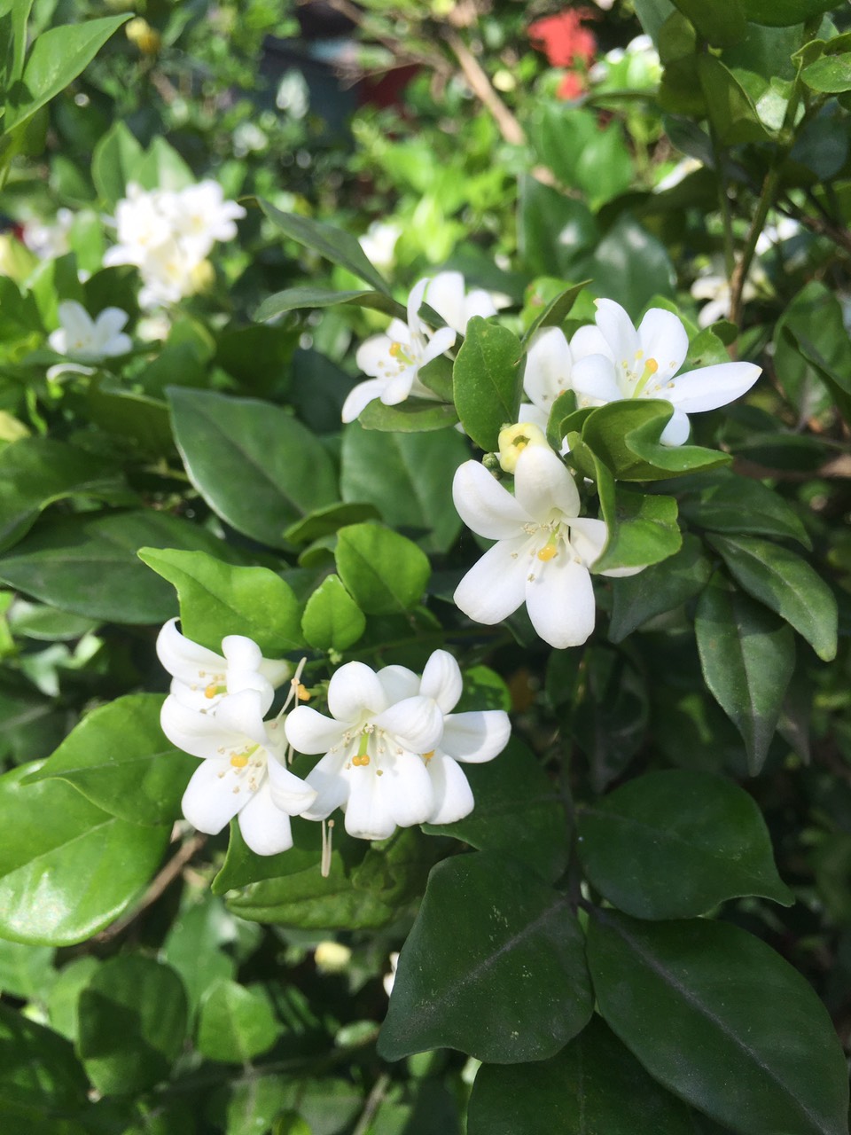 Cây hoa Nguyệt Quế ( Cây giống)