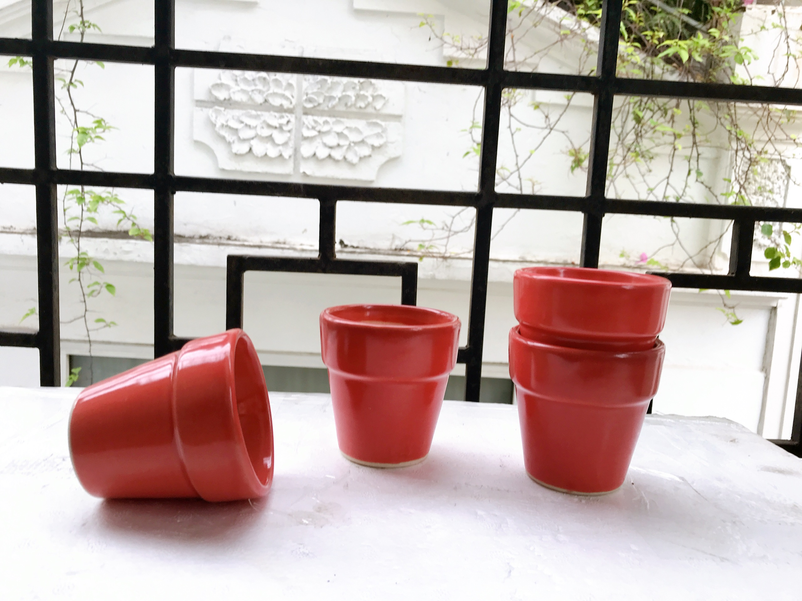 Combo 7 cây sen đá mông , sen đá Lithops chậu nhựa hoặc chậu đất nung