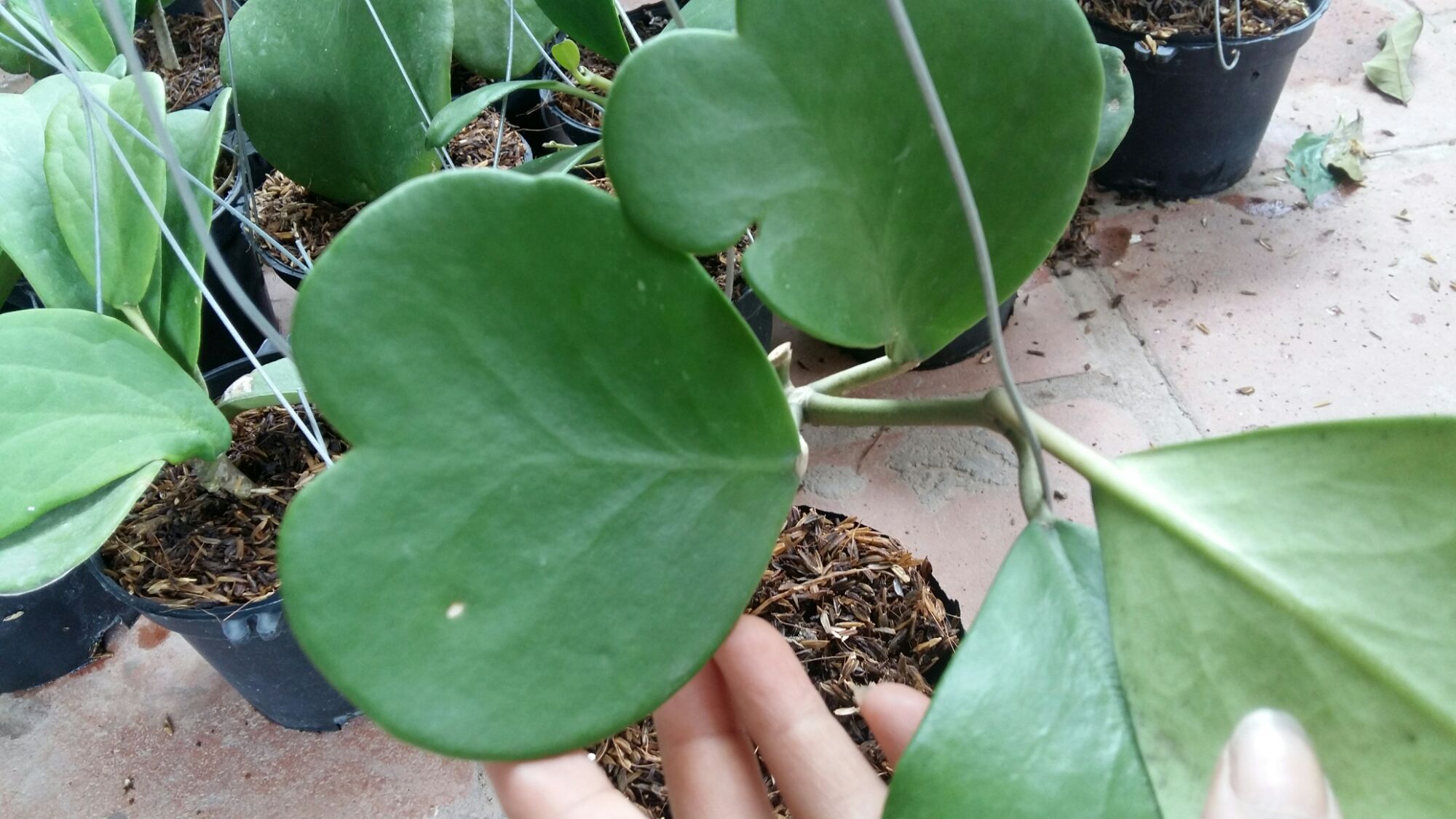 Cẩm cù lá trái tim,