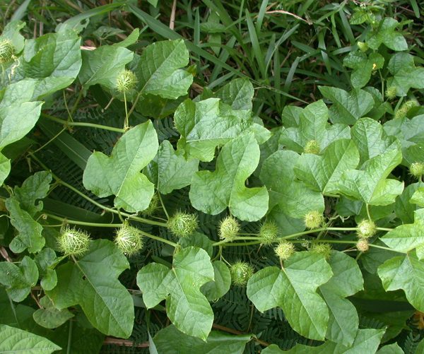 Hạt giống cây nhãn lồng ( lạc tiên hay chùm bao ) - Gói 30 hạt