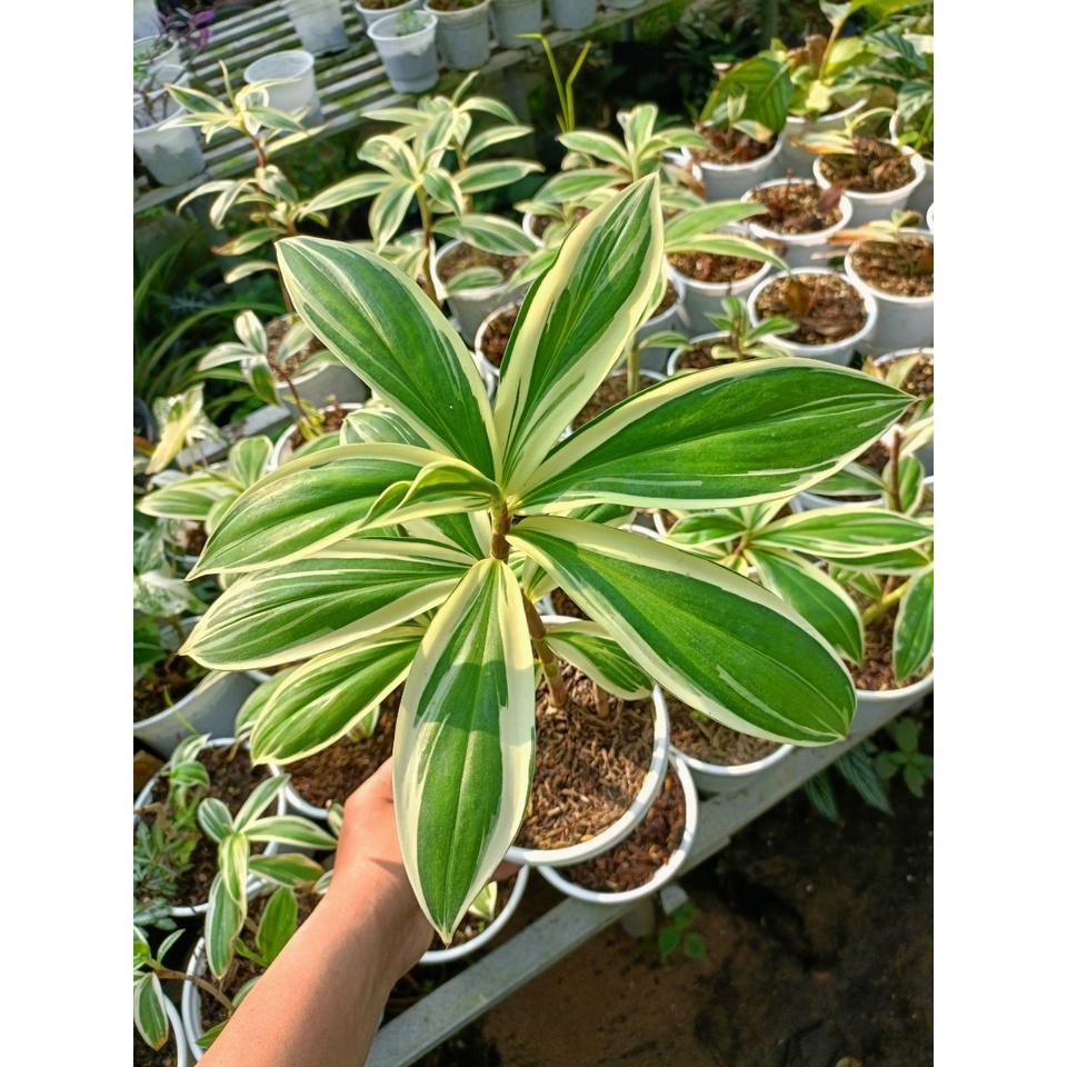Cây Cát lồi đột biến/ Môn chong chóng Var