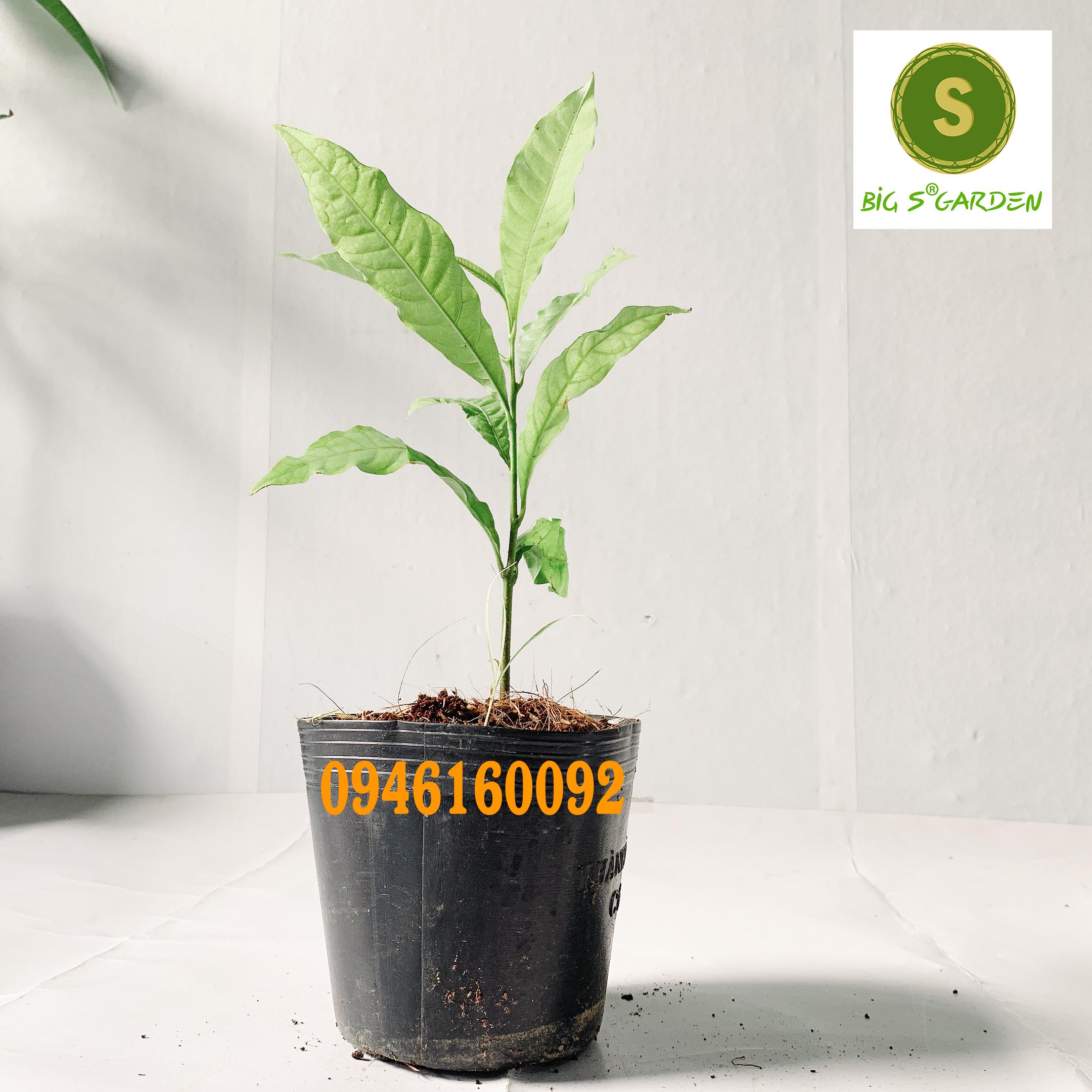 Cây Giống Vú sữa - Đủ Loại