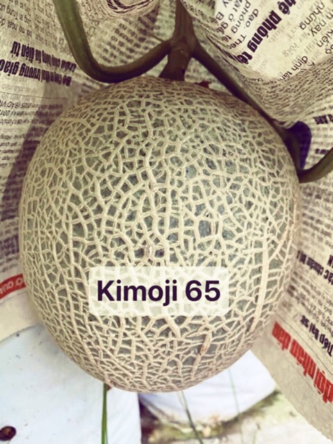 Hạt Giống Dưa Lưới Nhật Kimoji 65 Siêu ngọt