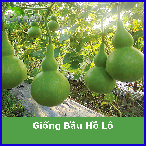 Hạt Giống Bầu Hồ Lô Dễ Trồng