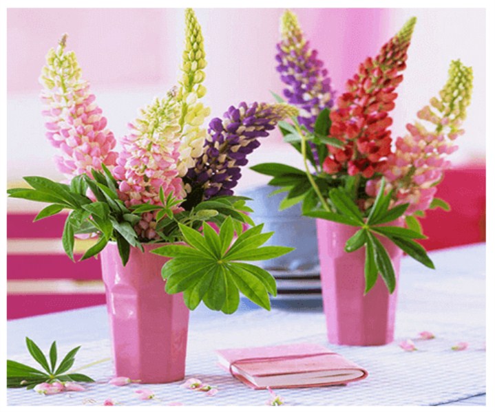 Gói 500 hạt giống hoa đậu lupin