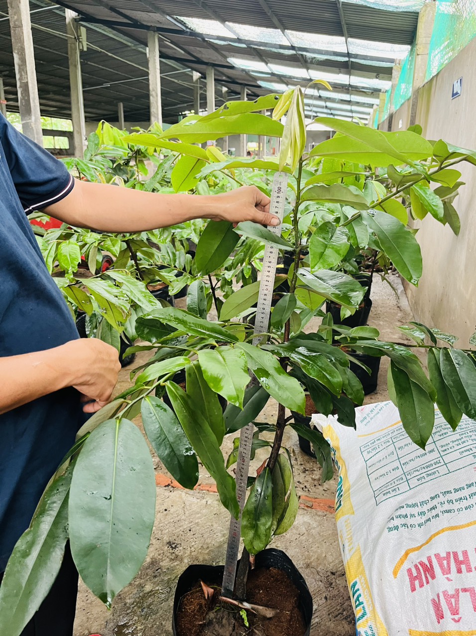 CÂY GIỐNG HỒNG NHUNG 1M2-1M5
