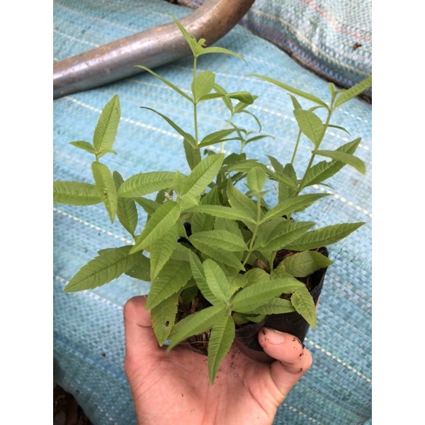 Cây Bạc Hà Sả Chanh Pháp - Lemon Verbena