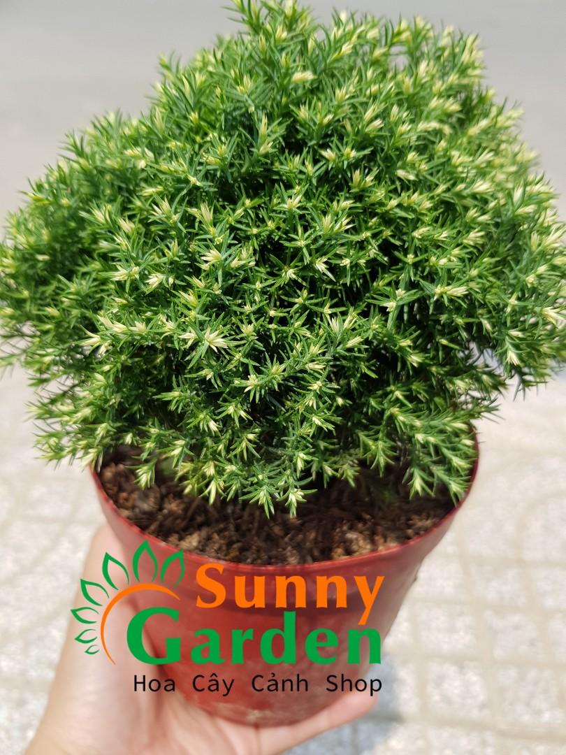 Cây Tùng Bồng Lai Mini - Chậu Cây Phong Thủy