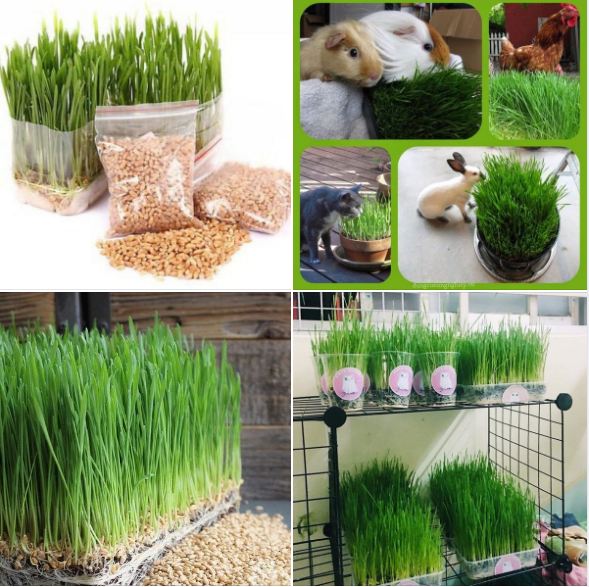 Combo 3 gói Hạt giống mầm lúa mì - mầm lúa mạch