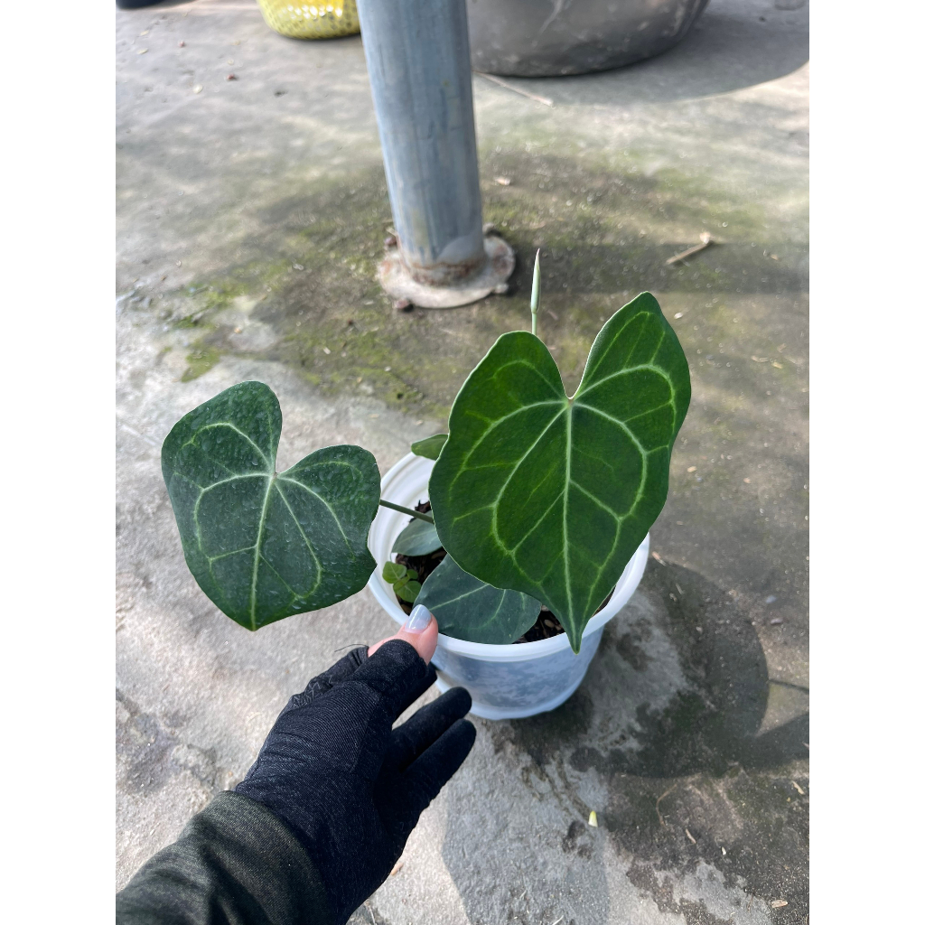 Chậu cây Hồng môn Anthurium Crystallinum