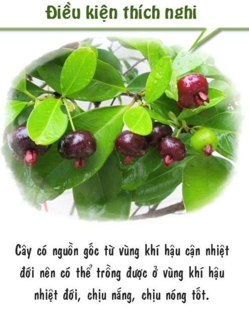 CÂY GIỐNG CHERRY MỸ ĐỎ