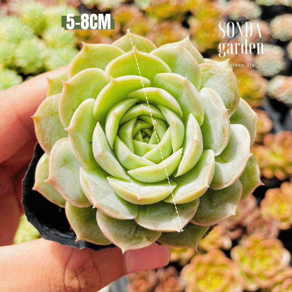 SEN ĐÁ NGỌC BÍCH SIZE BÉ SIÊU KHỎE ĐẸP LỖI 1 ĐỔI 1