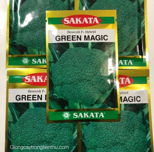 HẠT GIỐNG LƠ XANH F1 GREEN MAGIC (SAKATA)