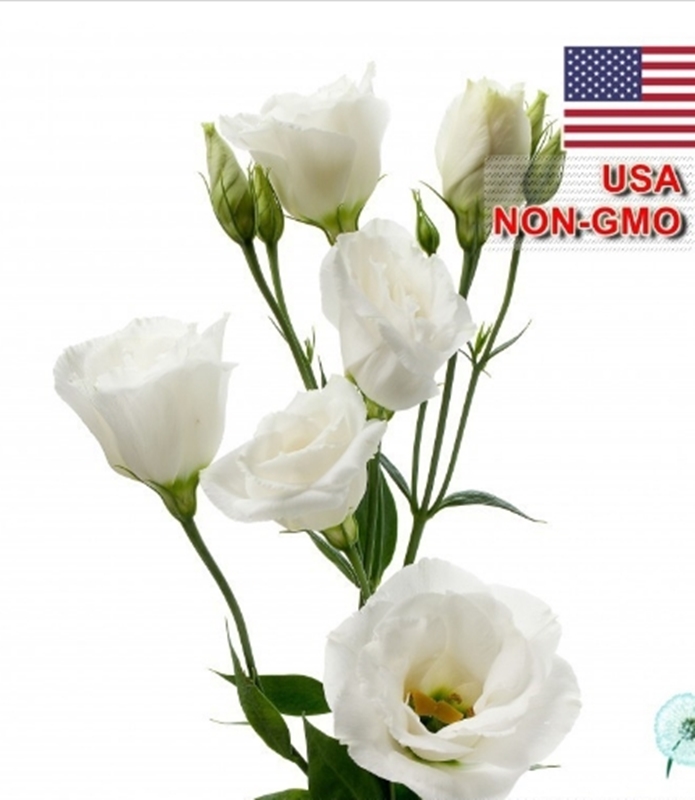 Hạt giống Cát tường trắng tặng kèm kích mầm