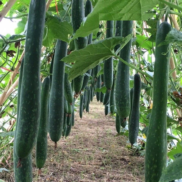 Hạt giống bí đao chanh, bí sặt - gói 1 gram