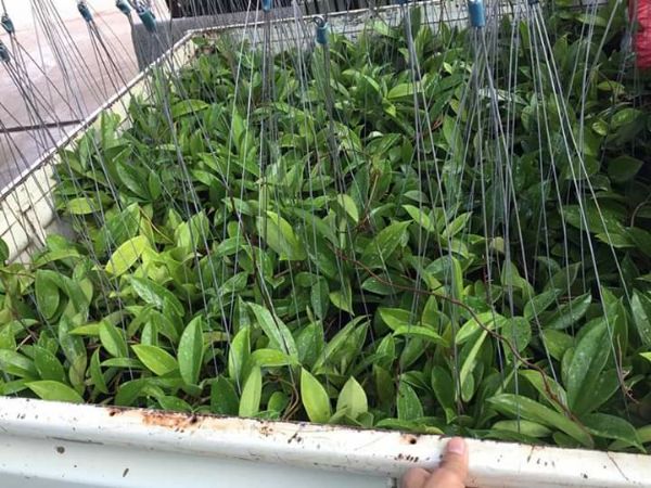Hoa lan Cẩm cù