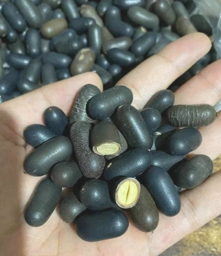 Hạt đỗ rừng gói 1kg