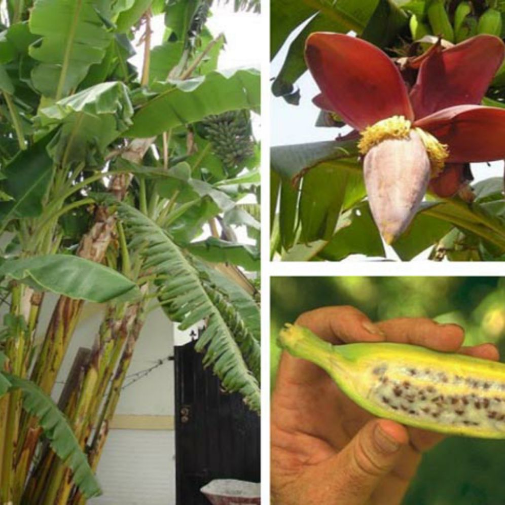 CÂY CHUỐI HỘT GIỐNG CAO SẢN