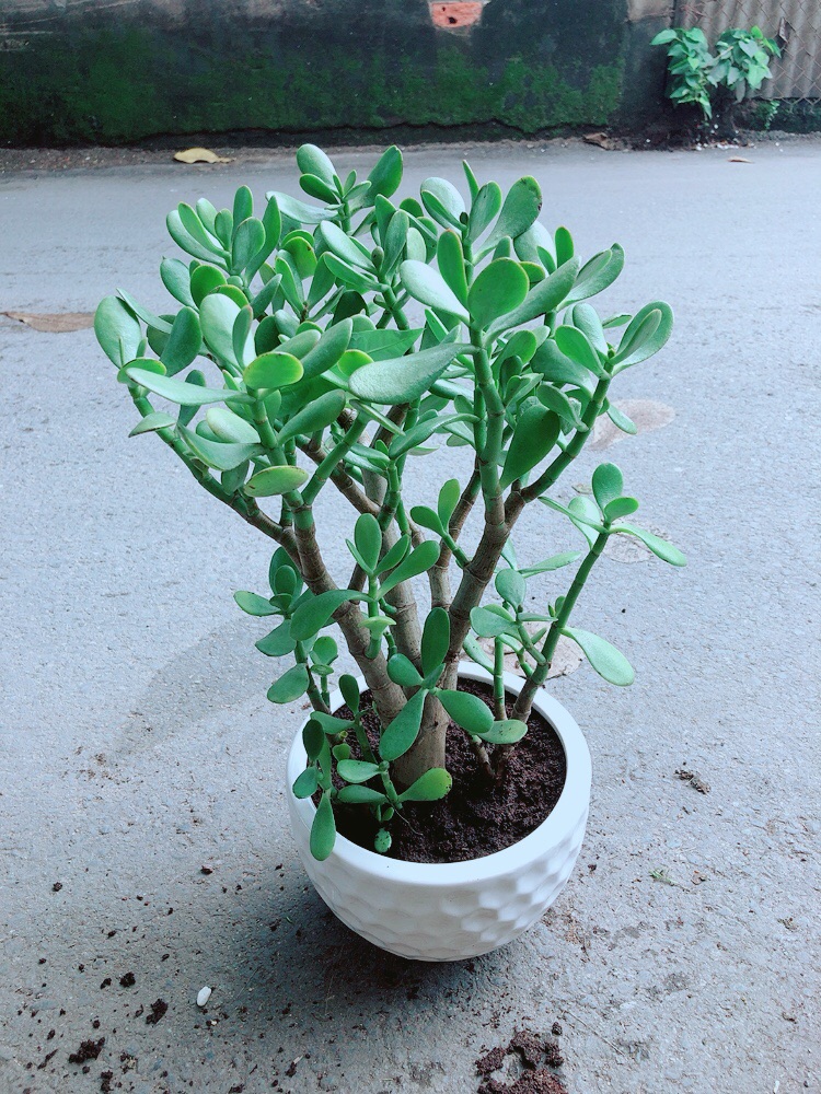 Chậu Cây Ngọc Bích Size Lớn
