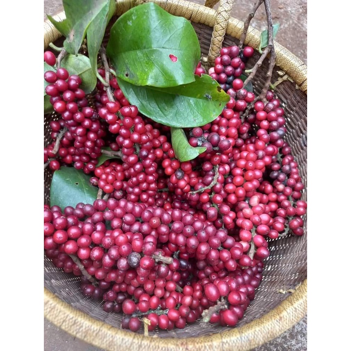 cây Giống chòi mòi ( cây ghép 18 tháng cho trái) (mksieko)