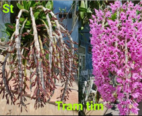 Lan phi điệp và trầm cây giống