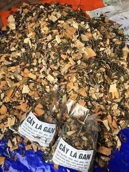 CÂY LÁ GAN