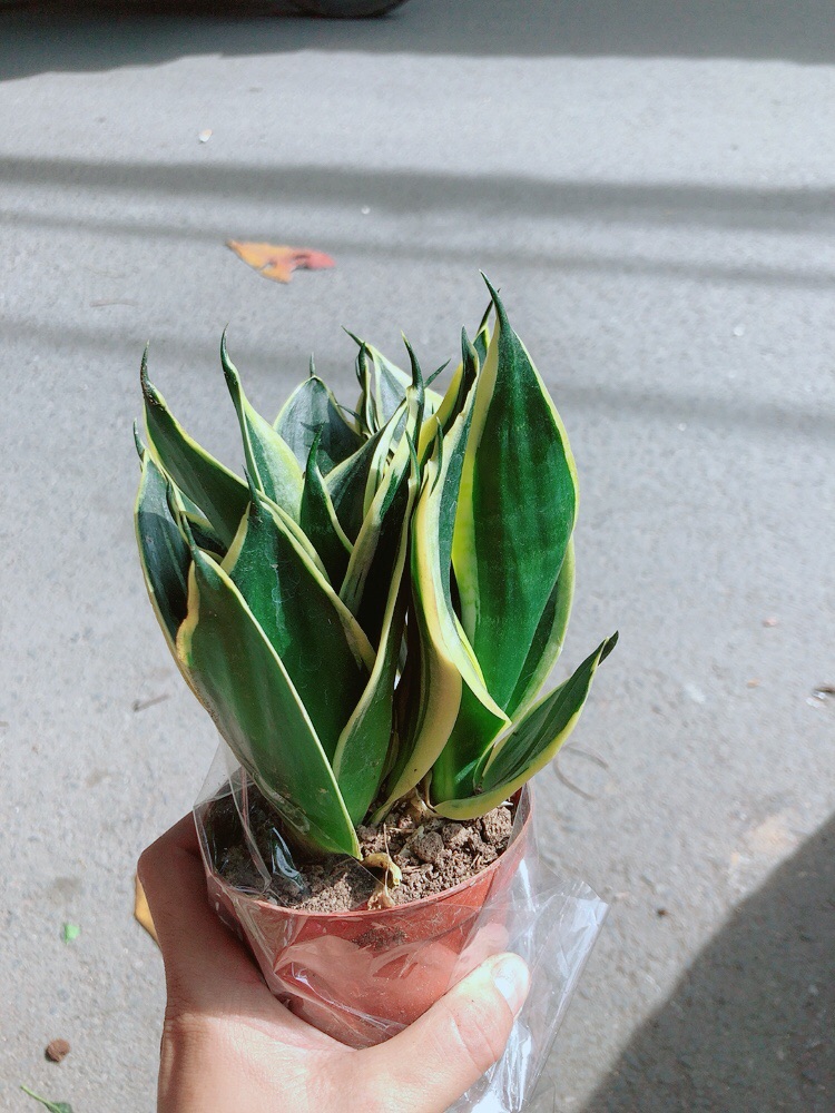 [HCM]Lưỡi Hổ Thái Xanh