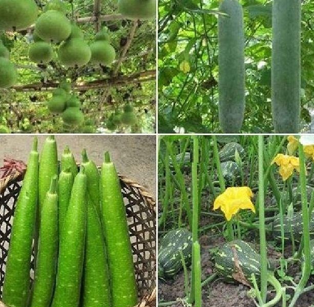 Combo  4 gói hạt giống bầu bí - ( 1 bầu hồ lô - 1 bí xanh dài - 1 bầu sao - 1 bí hạt đậu )