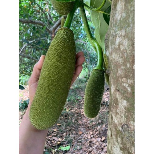 CÂY GIỐNG MÍT TRÁI DÀI MALAYSIA
