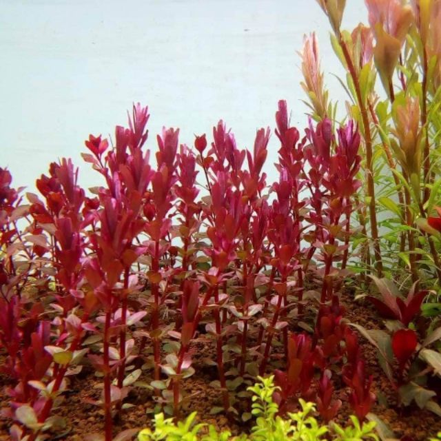 Combo 20 ngọn cây thủy sinh cắt cắm rotala siêu đỏ không cần co2
