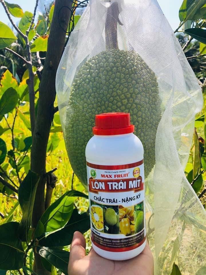 MAX FRUIT LỚN TRÁI MÍT 500ML