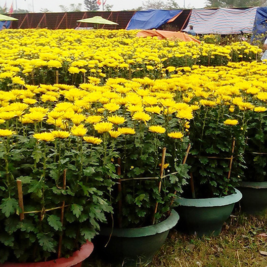 [Seeds] Hạt giống hoa cúc vàng RD509, đóng gói 0,1gr
