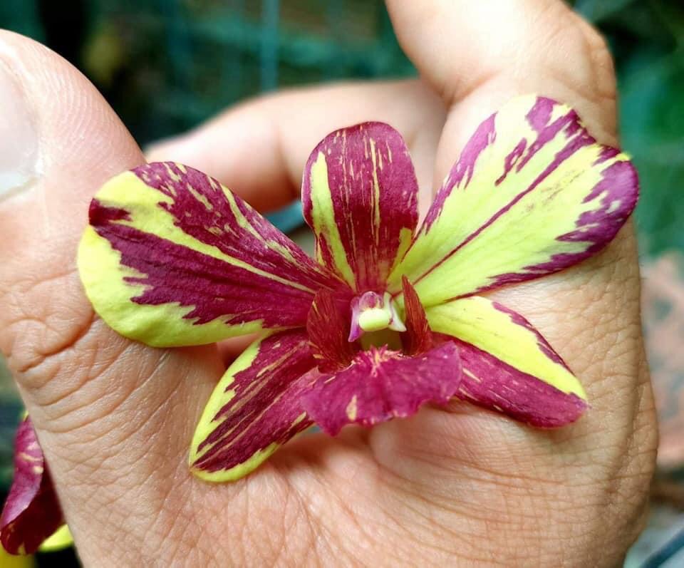 Dendro Chớp Vàng Đỏ 5%