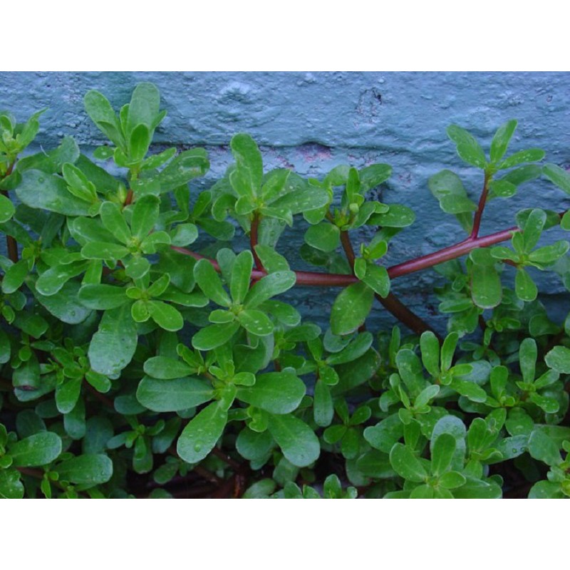 Hạt giống rau sam -sâm đất LUCKY SEEDS