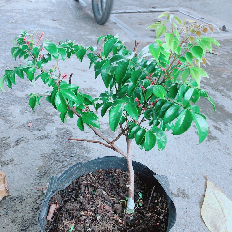 Cây Khế Cho Sai Trái (có sẵn hoa)