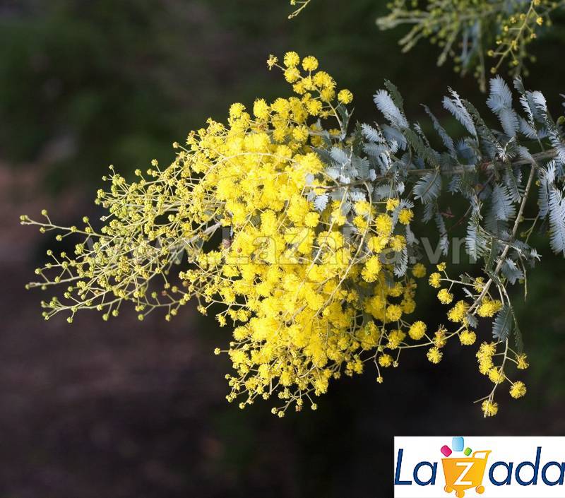50h Hạt Giống Cây Mimosa Lá Me (| -KD: B21*X55*M224)