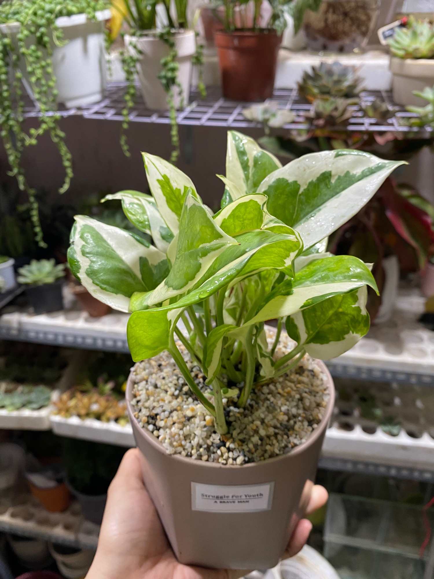 TRẦU BÀ SỮA - TẶNG CHẬU ĐỂ BÀN
