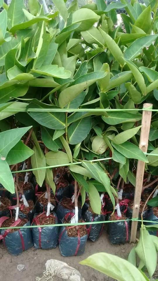 Cây ROI ĐỎ THÁI LAN ghép (chiết)